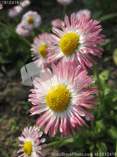 Image of Beautiful pink flowers of a daisy