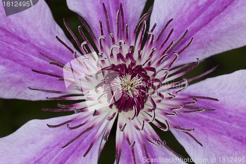 Image of Clematis flower