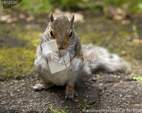 Image of Squirrel