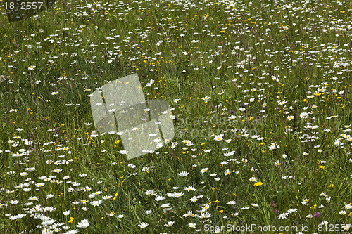 Image of Wild flower meadow