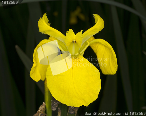 Image of Yellow Iris