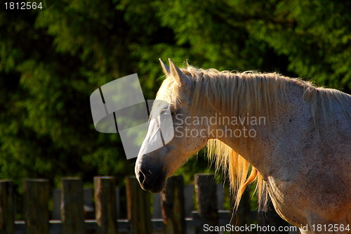 Image of beautiful horse at dusk