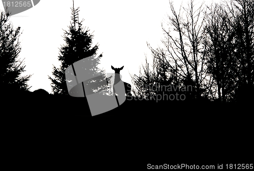 Image of red deer stag in spring