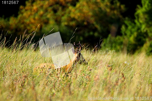 Image of roebuck antlers