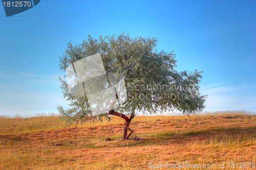 Image of willow in the field