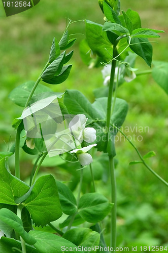 Image of Blooming peas