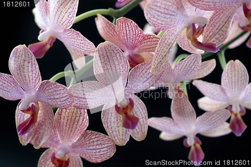 Image of colorful orchid flowers