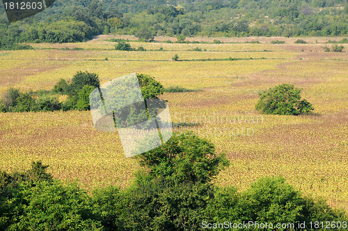 Image of Faded Sunflowers and Green Vegetation