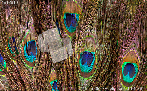 Image of Colorful Peacock Feather