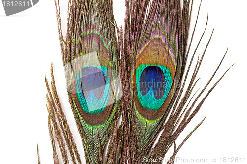 Image of Colorful Peacock Feather