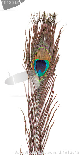 Image of Colorful Peacock Feather