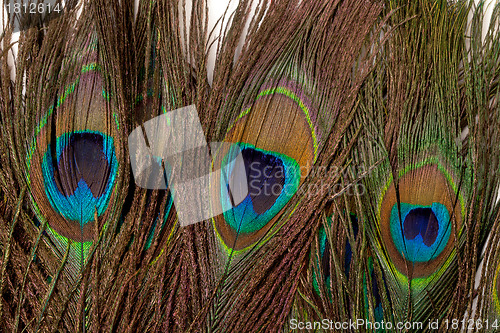 Image of Colorful Peacock Feather