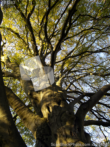 Image of autumnal tree