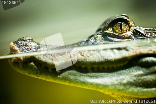 Image of Caiman crocodilus