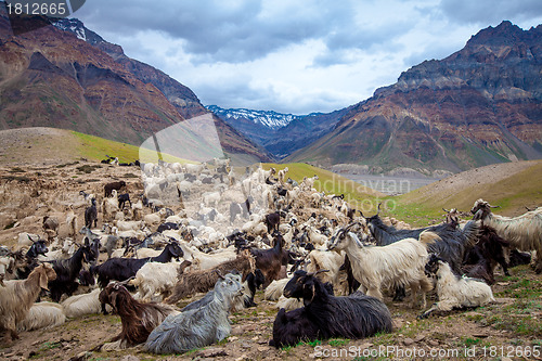 Image of Mountain goats, Spiti Valley