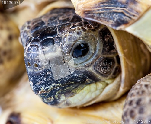 Image of turtle