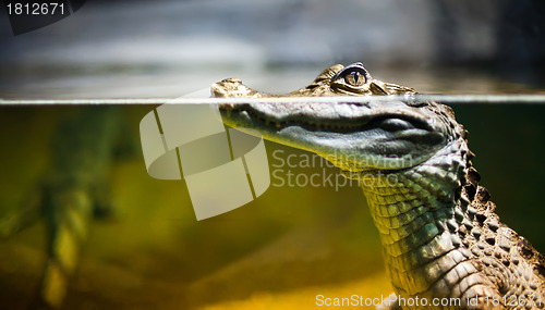 Image of Caiman crocodilus