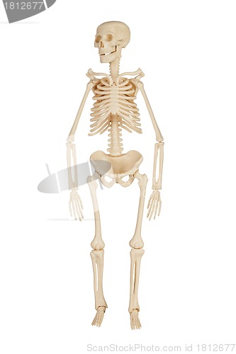 Image of human skeleton