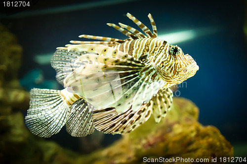 Image of Pterois radiata