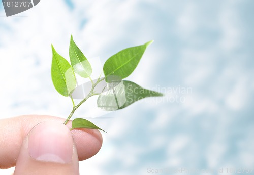 Image of Human hands and young plant-- CONTEST