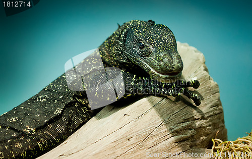 Image of Varanus salvadorii