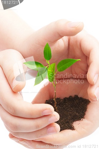 Image of Human hands and young plant