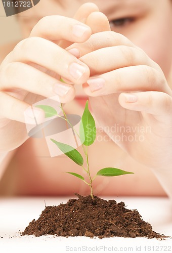 Image of The boy observes cultivation of a young plant.