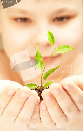 Image of The boy observes cultivation of a young plant.