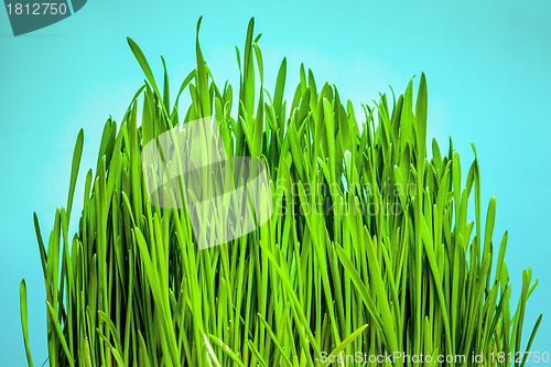 Image of grass