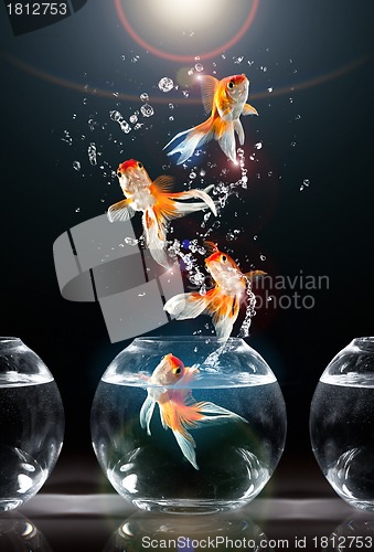 Image of goldfishs jumps