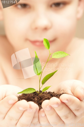 Image of The boy observes cultivation of a young plant.