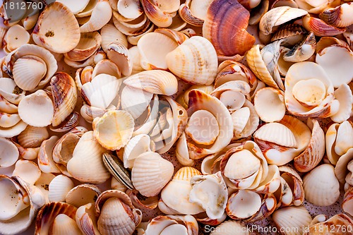 Image of seashells background