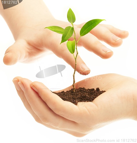 Image of Human hands and young plant