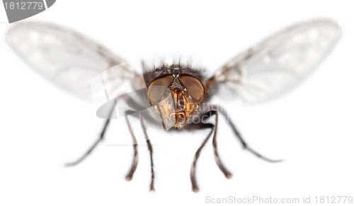 Image of Fly close up