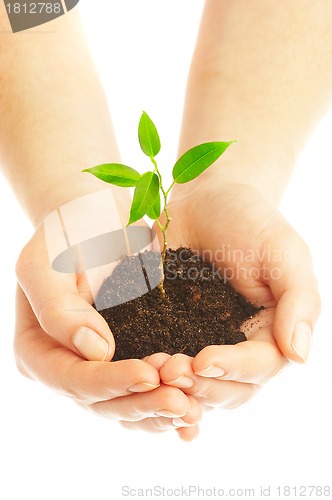 Image of Human hands and young plant