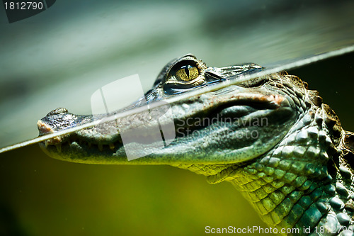 Image of Caiman crocodilus