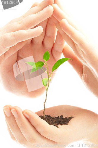 Image of Human hands and young plant