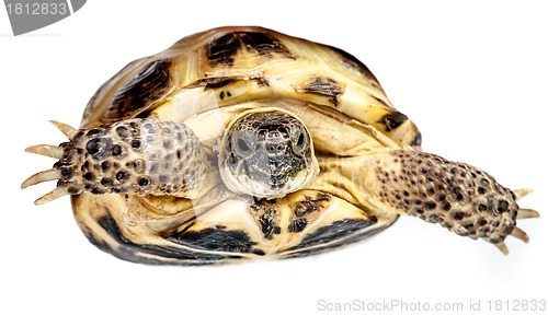 Image of turtle