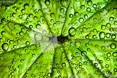 Image of citrus close up with bubbles, abstract green background