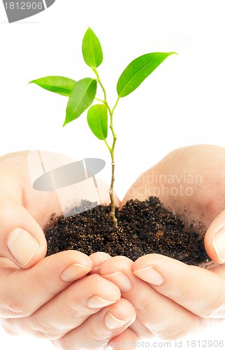 Image of Human hands and young plant