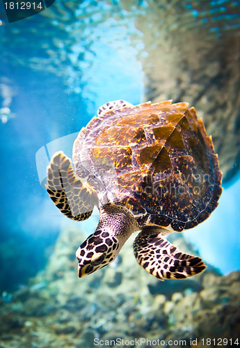 Image of Eretmochelys imbricata