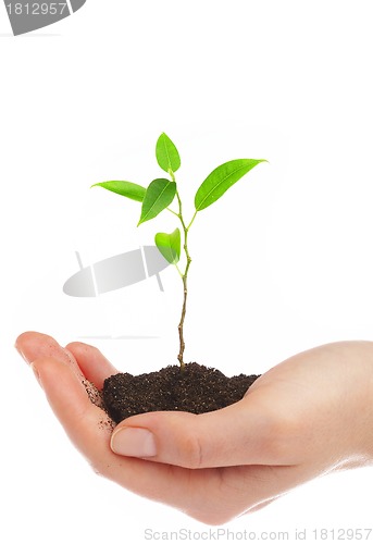 Image of Human hands and young plant