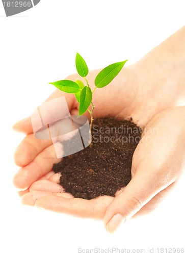 Image of Human hands and young plant