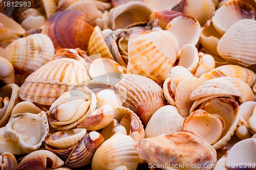 Image of seashells background