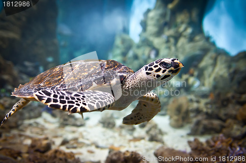 Image of Eretmochelys imbricata