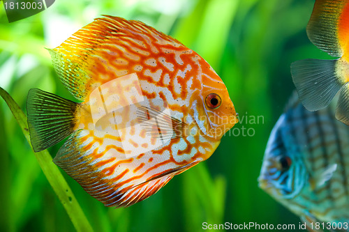 Image of Symphysodon discus