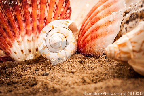Image of seashells background