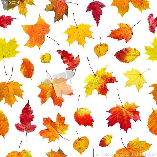 Image of seamless  background autumn leaves