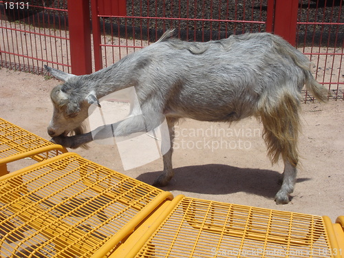 Image of Grey Goat