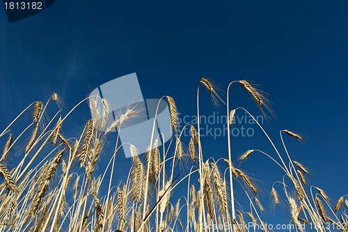 Image of wheat